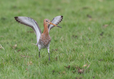 Black-tailed Godwit - Grutto