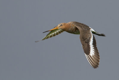 Black-tailed Godwit - Grutto