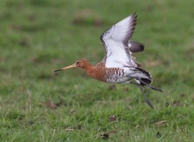 Black-tailed Godwit - Grutto