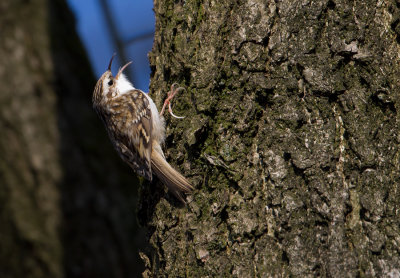 Central European Treecreeper - Kortsnavelboomkruiper