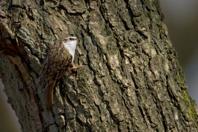 Central European Treecreeper - Kortsnavelboomkruiper