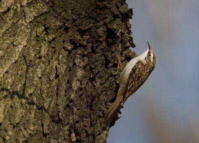Central European Treecreeper - Kortsnavelboomkruiper