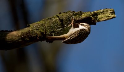 Central European Treecreeper - Kortsnavelboomkruiper