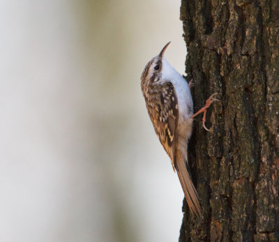 Central European Treecreeper - Kortsnavelboomkruiper