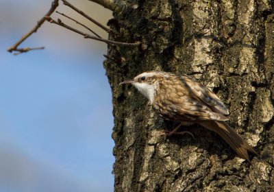 Central European Treecreeper - Kortsnavelboomkruiper