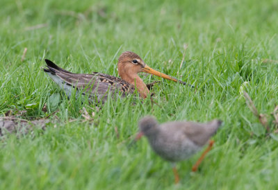 Black-tailed Godwit - Grutto