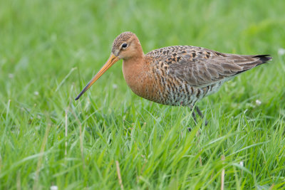Black-tailed Godwit - Grutto