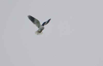 Black-winged Kite - Grijze Wouw