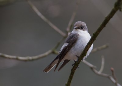 Pied Flycatcher - Bonte Vliegenvanger
