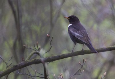Ring Ouzel - Beflijster