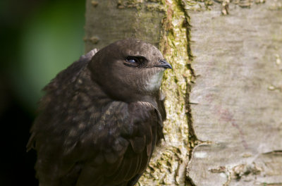 Common Swift - Gierzwaluw