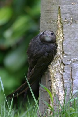 Common Swift - Gierzwaluw