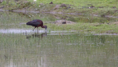 Glossy Ibis - Zwarte Ibis