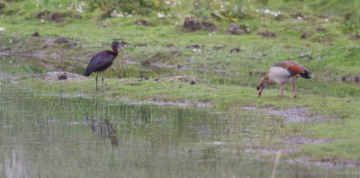 Glossy Ibis - Zwarte Ibis