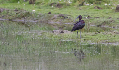 Glossy Ibis - Zwarte Ibis
