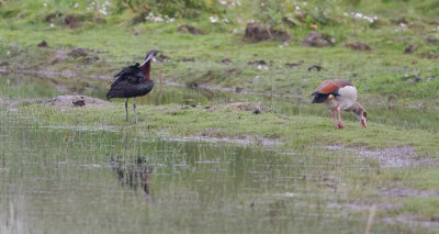 Glossy Ibis - Zwarte Ibis
