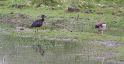 Glossy Ibis - Zwarte Ibis