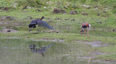 Glossy Ibis - Zwarte Ibis