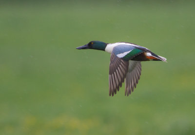 Northern Shoveler - Slobeend