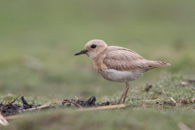Greater Sandplover - Woestijnplevier