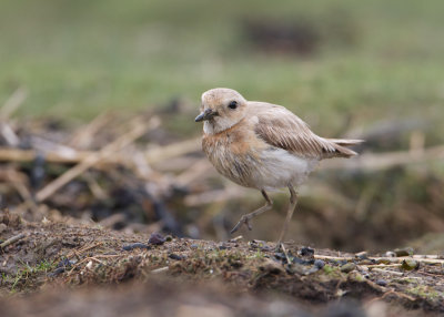 Greater Sandplover - Woestijnplevier