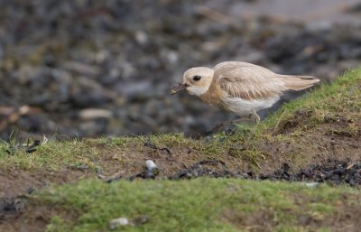 Greater Sandplover - Woestijnplevier