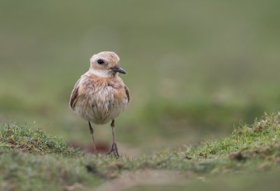 Greater Sandplover - Woestijnplevier