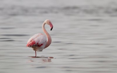 Greater Flamingo - Flamingo