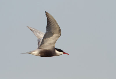 Whiskered Tern - Witwangstern