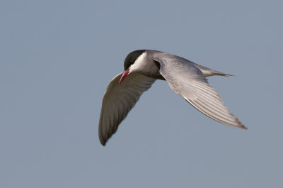 Whiskered Tern - Witwangstern