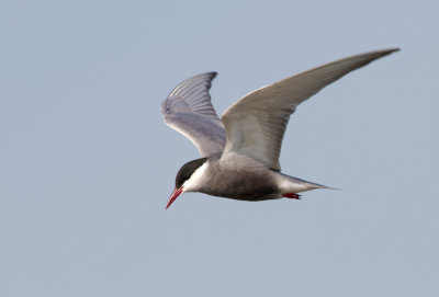 Whiskered Tern - Witwangstern