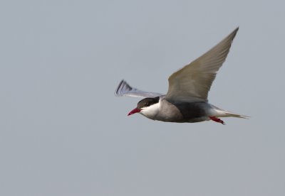 Whiskered Tern - Witwangstern