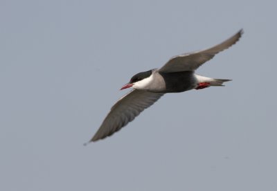 Whiskered Tern - Witwangstern