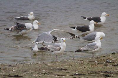 Bonaparte's Gull - Kleine Kokmeeuw