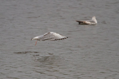 Bonaparte's Gull - Kleine Kokmeeuw