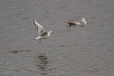 Bonaparte's Gull - Kleine Kokmeeuw
