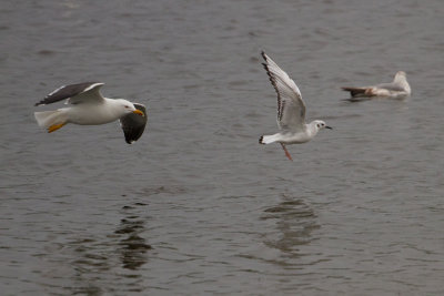 Bonaparte's Gull - Kleine Kokmeeuw