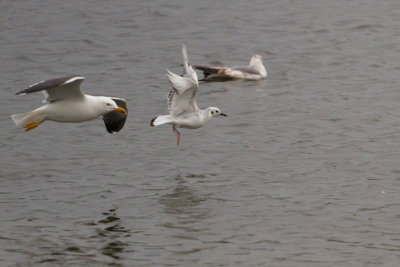 Bonaparte's Gull - Kleine Kokmeeuw