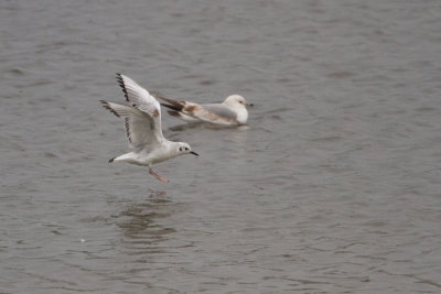 Bonaparte's Gull - Kleine Kokmeeuw