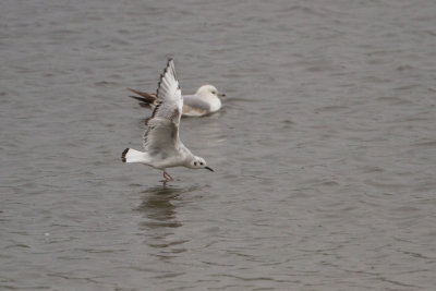 Bonaparte's Gull - Kleine Kokmeeuw