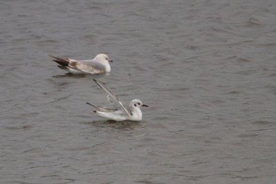 Bonaparte's Gull - Kleine Kokmeeuw