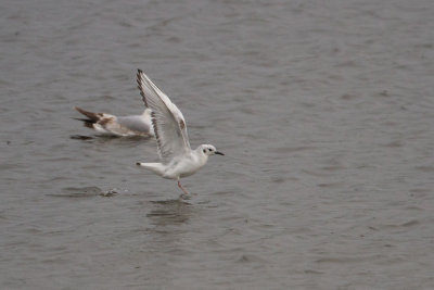 Bonaparte's Gull - Kleine Kokmeeuw