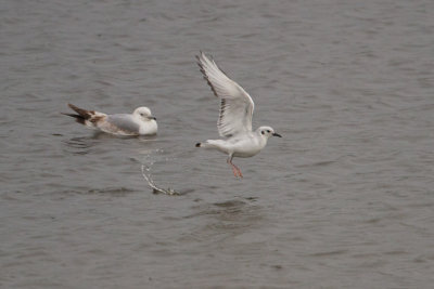Bonaparte's Gull - Kleine Kokmeeuw