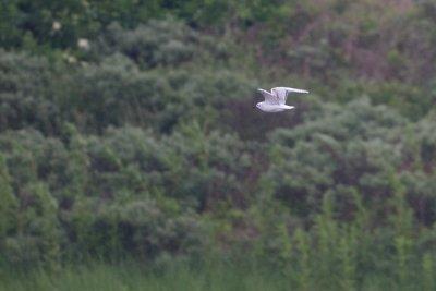 Bonaparte's Gull - Kleine Kokmeeuw