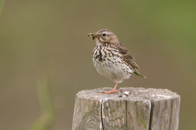 Meadow Pipit - Graspieper