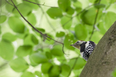 Middle Spotted Woodpecker - Middelste Bonte Specht