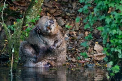 Eurasian Beaver - Europese bever - Castor fiber