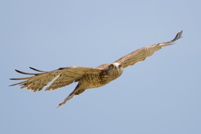 Short-toed Snake Eagle - Slangenarend