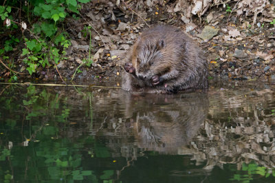 Eurasian Beaver - Europese bever - Castor fiber