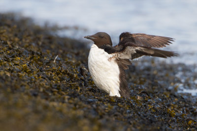 Brnnich's Murre - Kortbekzeekoet
